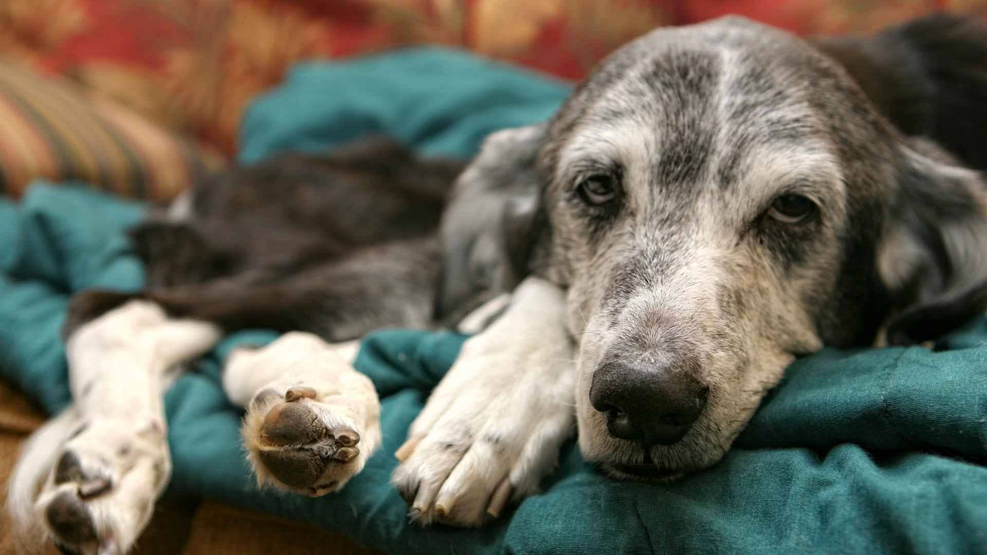 Perro tras ataque epileptico